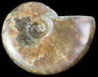 Flashy Red Iridescent Ammonite - Wide #45790-1